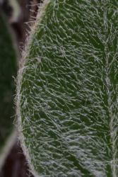 Cotoneaster amoenus: Upper leaf surface hairs.
 Image: D. Glenny © Landcare Research 2017 CC BY 3.0 NZ